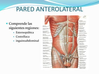 PARED ANTEROLATERAL
 Comprende las
siguientes regiones:
 Esternopúbica
 Costoiliaca
 inguinoabdominal
 
