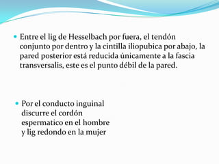  Entre el lig de Hesselbach por fuera, el tendón
conjunto por dentro y la cintilla iliopubica por abajo, la
pared posterior está reducida únicamente a la fascia
transversalis, este es el punto débil de la pared.
 Por el conducto inguinal
discurre el cordón
espermatico en el hombre
y lig redondo en la mujer
 