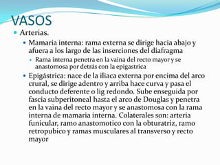 VASOS
 Arterias.
 Mamaria interna: rama externa se dirige hacia abajo y
afuera a los largo de las inserciones del diafragma
 Rama interna penetra en la vaina del recto mayor y se
anastomosa por detrás con la epigastrica
 Epigástrica: nace de la iliaca externa por encima del arco
crural, se dirige adentro y arriba hace curva y pasa el
conducto deferente o lig redondo. Sube enseguida por
fascia subperitoneal hasta el arco de Douglas y penetra
en la vaina del recto mayor y se anastomosa con la rama
interna de mamaria interna. Colaterales son: arteria
funicular, ramo anastomotico con la obturatriz, ramo
retropubico y ramas musculares al transverso y recto
mayor
 