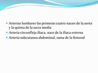  Arterias lumbares las primeras cuatro nacen de la aorta
y la quinta de la sacra media
 Arteria circunfleja iliaca, nace de la iliaca externa
 Arteria subcutanea abdominal, rama de la femoral
 