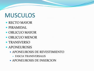MUSCULOS
 RECTO MAYOR
 PIRAMIDAL
 OBLICUO MAYOR
 OBLICUO MENOR
 TRANSVERSO
 APONEUROSIS
 APONEUROSIS DE REVESTIMIENTO
 FASCIA TRANSVERSALIS
 APONEUROSIS DE INSERCION
 