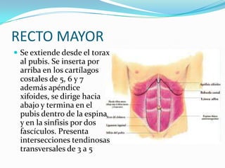 RECTO MAYOR
 Se extiende desde el torax
al pubis. Se inserta por
arriba en los cartílagos
costales de 5, 6 y 7
además apéndice
xifoides, se dirige hacia
abajo y termina en el
pubis dentro de la espina
y en la sinfisis por dos
fascículos. Presenta
intersecciones tendinosas
transversales de 3 a 5
 