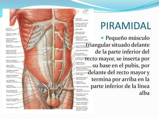 PIRAMIDAL
 Pequeño músculo
triangular situado delante
de la parte inferior del
recto mayor, se inserta por
su base en el pubis, por
delante del recto mayor y
termina por arriba en la
parte inferior de la línea
alba
 