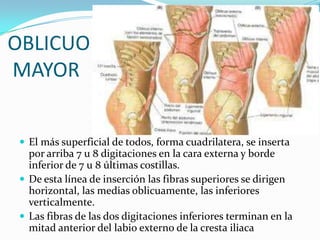 OBLICUO
MAYOR
 El más superficial de todos, forma cuadrilatera, se inserta
por arriba 7 u 8 digitaciones en la cara externa y borde
inferior de 7 u 8 últimas costillas.
 De esta línea de inserción las fibras superiores se dirigen
horizontal, las medias oblicuamente, las inferiores
verticalmente.
 Las fibras de las dos digitaciones inferiores terminan en la
mitad anterior del labio externo de la cresta iliaca
 