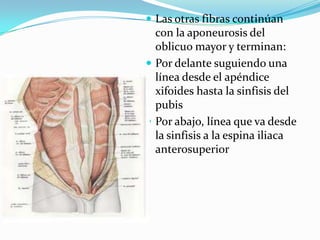  Las otras fibras continúan
con la aponeurosis del
oblicuo mayor y terminan:
 Por delante suguiendo una
línea desde el apéndice
xifoides hasta la sinfisis del
pubis
 Por abajo, línea que va desde
la sinfisis a la espina iliaca
anterosuperior
 