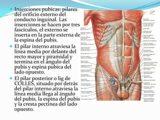  Inserciones pubicas: pilares
del orificio externo del
conducto inguinal. Las
inserciones se hacen por tres
fascículos, el externo se
inserta en la parte externa de
la espina del pubis.
 El pilar interno atraviesa la
línea media por delante del
recto mayor y piramidal y
termina en el ángulo del
pubis y espina pubica del
lado opuesto.
 El pilar posterior o lig de
COLLES, situado por detrás
del pilar interno atraviesa la
línea media llega al ángulo
del pubis, la espina del pubis
y la cresta pectinea del lado
opuesto.
 
