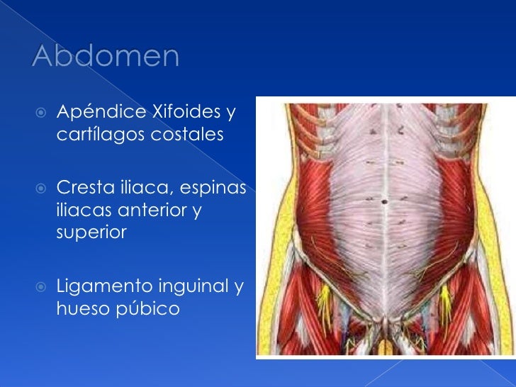 Pared abdominal