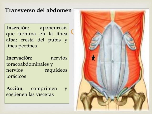 AnatomÍa De La Pared Abdominal