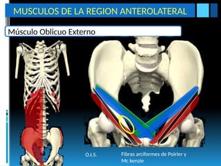 ANATOMIA DE PARED ABDOMINAL Y MUSCILIS QUE LA COMPONEN | PPTX