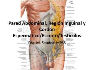 Pared Abdominal, Región Inguinal y
Cordón
Espermático/Escroto/Testículos
Dra. M. Seudeal MPSS
 