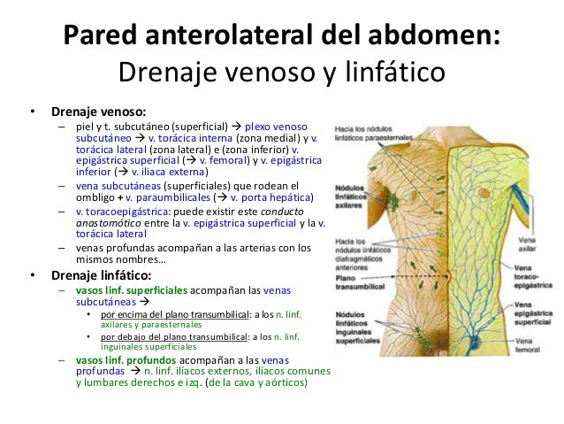 Resultado de imagen para drenaje linfatico abdominal