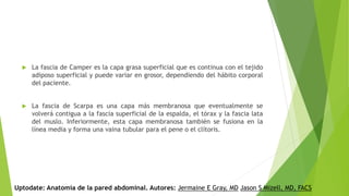  La fascia de Camper es la capa grasa superficial que es continua con el tejido
adiposo superficial y puede variar en grosor, dependiendo del hábito corporal
del paciente.
 La fascia de Scarpa es una capa más membranosa que eventualmente se
volverá contigua a la fascia superficial de la espalda, el tórax y la fascia lata
del muslo. Inferiormente, esta capa membranosa también se fusiona en la
línea media y forma una vaina tubular para el pene o el clítoris.
Uptodate: Anatomía de la pared abdominal. Autores: Jermaine E Gray, MD Jason S Mizell, MD, FACS
 