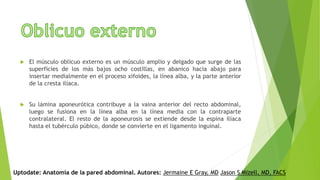  El músculo oblicuo externo es un músculo amplio y delgado que surge de las
superficies de los más bajos ocho costillas, en abanico hacia abajo para
insertar medialmente en el proceso xifoides, la línea alba, y la parte anterior
de la cresta ilíaca.
 Su lámina aponeurótica contribuye a la vaina anterior del recto abdominal,
luego se fusiona en la línea alba en la línea media con la contraparte
contralateral. El resto de la aponeurosis se extiende desde la espina ilíaca
hasta el tubérculo púbico, donde se convierte en el ligamento inguinal.
Uptodate: Anatomía de la pared abdominal. Autores: Jermaine E Gray, MD Jason S Mizell, MD, FACS
 