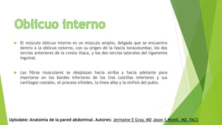  El músculo oblicuo interno es un músculo amplio, delgada que se encuentra
dentro a la oblicuo externo, con su origen de la fascia toracolumbar, los dos
tercios anteriores de la cresta ilíaca, y los dos tercios laterales del ligamento
inguinal.
 Las fibras musculares se desplazan hacia arriba y hacia adelante para
insertarse en los bordes inferiores de las tres costillas inferiores y sus
cartílagos costales, el proceso xifoides, la línea alba y la sínfisis del pubis.
Uptodate: Anatomía de la pared abdominal. Autores: Jermaine E Gray, MD Jason S Mizell, MD, FACS
 