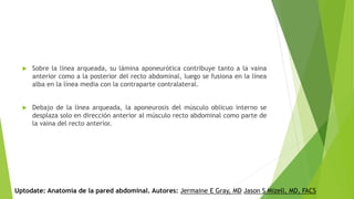 Sobre la línea arqueada, su lámina aponeurótica contribuye tanto a la vaina
anterior como a la posterior del recto abdominal, luego se fusiona en la línea
alba en la línea media con la contraparte contralateral.
 Debajo de la línea arqueada, la aponeurosis del músculo oblicuo interno se
desplaza solo en dirección anterior al músculo recto abdominal como parte de
la vaina del recto anterior.
Uptodate: Anatomía de la pared abdominal. Autores: Jermaine E Gray, MD Jason S Mizell, MD, FACS
 