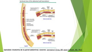 Uptodate: Anatomía de la pared abdominal. Autores: Jermaine E Gray, MD Jason S Mizell, MD, FACS
 