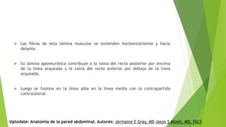  Las fibras de esta lámina muscular se extienden horizontalmente y hacia
delante.
 Su lámina aponeurótica contribuye a la vaina del recto posterior por encima
de la línea arqueada y la vaina del recto anterior por debajo de la línea
arqueada.
 Luego se fusiona en la línea alba en la línea media con la contrapartida
contralateral.
Uptodate: Anatomía de la pared abdominal. Autores: Jermaine E Gray, MD Jason S Mizell, MD, FACS
 