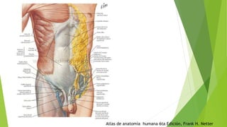 Atlas de anatomía humana 6ta Edición, Frank H. Netter
 