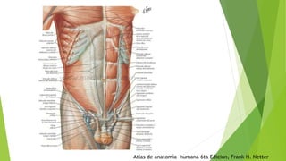 Atlas de anatomía humana 6ta Edición, Frank H. Netter
 