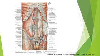 Atlas de anatomía humana 6ta Edición, Frank H. Netter
 