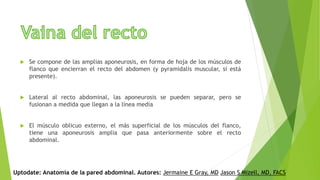  Se compone de las amplias aponeurosis, en forma de hoja de los músculos de
flanco que encierran el recto del abdomen (y pyramidalis muscular, si está
presente).
 Lateral al recto abdominal, las aponeurosis se pueden separar, pero se
fusionan a medida que llegan a la línea media
 El músculo oblicuo externo, el más superficial de los músculos del flanco,
tiene una aponeurosis amplia que pasa anteriormente sobre el recto
abdominal.
Uptodate: Anatomía de la pared abdominal. Autores: Jermaine E Gray, MD Jason S Mizell, MD, FACS
 