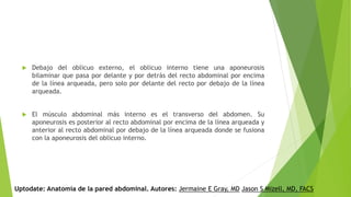  Debajo del oblicuo externo, el oblicuo interno tiene una aponeurosis
bilaminar que pasa por delante y por detrás del recto abdominal por encima
de la línea arqueada, pero solo por delante del recto por debajo de la línea
arqueada.
 El músculo abdominal más interno es el transverso del abdomen. Su
aponeurosis es posterior al recto abdominal por encima de la línea arqueada y
anterior al recto abdominal por debajo de la línea arqueada donde se fusiona
con la aponeurosis del oblicuo interno.
Uptodate: Anatomía de la pared abdominal. Autores: Jermaine E Gray, MD Jason S Mizell, MD, FACS
 