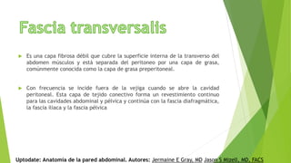  Es una capa fibrosa débil que cubre la superficie interna de la transverso del
abdomen músculos y está separada del peritoneo por una capa de grasa,
comúnmente conocida como la capa de grasa preperitoneal.
 Con frecuencia se incide fuera de la vejiga cuando se abre la cavidad
peritoneal. Esta capa de tejido conectivo forma un revestimiento continuo
para las cavidades abdominal y pélvica y continúa con la fascia diafragmática,
la fascia iliaca y la fascia pélvica
Uptodate: Anatomía de la pared abdominal. Autores: Jermaine E Gray, MD Jason S Mizell, MD, FACS
 