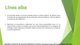  Se extiende desde el proceso xifoides hasta la sínfisis púbica. Se define como
la fusión de las aponeurosis de los músculos externos oblicuo, interno oblicuo
y transverso del abdomen.
 Mantiene la musculatura abdominal en una cierta proximidad entre sí. La
línea tiende a tener su margen más ancho aproximadamente 3 cm superior al
ombligo y tiene distancias variables según el punto de referencia a lo largo de
la pared abdominal
Uptodate: Anatomía de la pared abdominal. Autores: Jermaine E Gray, MD Jason S Mizell, MD, FACS
 