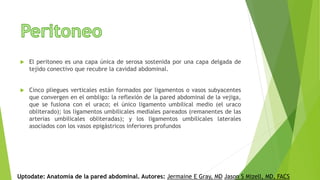  El peritoneo es una capa única de serosa sostenida por una capa delgada de
tejido conectivo que recubre la cavidad abdominal.
 Cinco pliegues verticales están formados por ligamentos o vasos subyacentes
que convergen en el ombligo: la reflexión de la pared abdominal de la vejiga,
que se fusiona con el uraco; el único ligamento umbilical medio (el uraco
obliterado); los ligamentos umbilicales mediales pareados (remanentes de las
arterias umbilicales obliteradas); y los ligamentos umbilicales laterales
asociados con los vasos epigástricos inferiores profundos
Uptodate: Anatomía de la pared abdominal. Autores: Jermaine E Gray, MD Jason S Mizell, MD, FACS
 