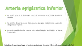  Se piensa que es el suministro vascular dominante a la pared abdominal
anterior
 Se ramifica desde la arteria ilíaca externa que pasa medialmente adyacente
al ligamento inguinal.
 Asciende medial al anillo inguinal interno (profundo) y superficial a la fascia
transversal.
Uptodate: Anatomía de la pared abdominal. Autores: Jermaine E Gray, MD Jason S Mizell, MD, FACS
 