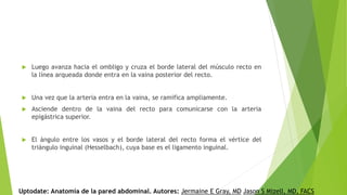  Luego avanza hacia el ombligo y cruza el borde lateral del músculo recto en
la línea arqueada donde entra en la vaina posterior del recto.
 Una vez que la arteria entra en la vaina, se ramifica ampliamente.
 Asciende dentro de la vaina del recto para comunicarse con la arteria
epigástrica superior.
 El ángulo entre los vasos y el borde lateral del recto forma el vértice del
triángulo inguinal (Hesselbach), cuya base es el ligamento inguinal.
Uptodate: Anatomía de la pared abdominal. Autores: Jermaine E Gray, MD Jason S Mizell, MD, FACS
 
