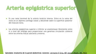  Es una rama terminal de la arteria torácica interna. Entra en la vaina del
recto en el séptimo cartílago costal y desciende sobre la superficie posterior
del músculo recto.
 Las arterias epigástricas superior e inferior se anastomosan libremente entre
sí a nivel del ombligo para proporcionar una generosa circulación colateral
entre las arterias ilíacas subclavia y externa.
Uptodate: Anatomía de la pared abdominal. Autores: Jermaine E Gray, MD Jason S Mizell, MD, FACS
 
