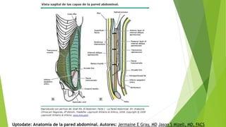 Uptodate: Anatomía de la pared abdominal. Autores: Jermaine E Gray, MD Jason S Mizell, MD, FACS
 