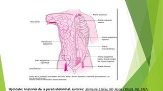 Uptodate: Anatomía de la pared abdominal. Autores: Jermaine E Gray, MD Jason S Mizell, MD, FACS
 
