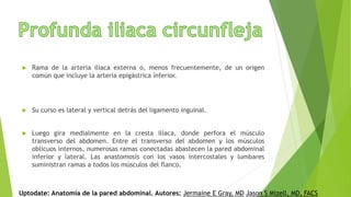  Rama de la arteria iliaca externa o, menos frecuentemente, de un origen
común que incluye la arteria epigástrica inferior.
 Su curso es lateral y vertical detrás del ligamento inguinal.
 Luego gira medialmente en la cresta ilíaca, donde perfora el músculo
transverso del abdomen. Entre el transverso del abdomen y los músculos
oblicuos internos, numerosas ramas conectadas abastecen la pared abdominal
inferior y lateral. Las anastomosis con los vasos intercostales y lumbares
suministran ramas a todos los músculos del flanco.
Uptodate: Anatomía de la pared abdominal. Autores: Jermaine E Gray, MD Jason S Mizell, MD, FACS
 