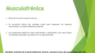  Rama de la arteria torácica interna.
 Se encuentra detrás del cartílago costal para abastecer los espacios
intercostales y la pared abdominal superior.
 Las anastomosis desde los vasos intercostales y subcostales a los vasos ilíacos
circunflejos profundos se producen en la capa profunda.
Uptodate: Anatomía de la pared abdominal. Autores: Jermaine E Gray, MD Jason S Mizell, MD, FACS
 