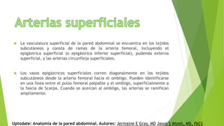  La vasculatura superficial de la pared abdominal se encuentra en los tejidos
subcutáneos y consta de ramas de la arteria femoral, incluyendo el
epigástrica superficial (o epigástrica inferior superficial), pudenda externa
superficial, y las arterias circunfleja superficiales.
 Los vasos epigástricos superficiales corren diagonalmente en los tejidos
subcutáneos desde la arteria femoral hacia el ombligo. Pueden identificarse
en una línea entre el pulso femoral palpable y el ombligo, superficialmente a
la fascia de Scarpa. Cuando se acercan al ombligo, las arterias se ramifican
ampliamente.
Uptodate: Anatomía de la pared abdominal. Autores: Jermaine E Gray, MD Jason S Mizell, MD, FACS
 