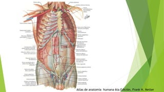 Atlas de anatomía humana 6ta Edición, Frank H. Netter
 