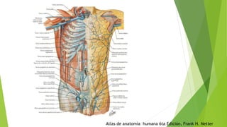 Atlas de anatomía humana 6ta Edición, Frank H. Netter
 