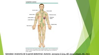 Uptodate: Anatomía de la pared abdominal. Autores: Jermaine E Gray, MD Jason S Mizell, MD, FACS
 