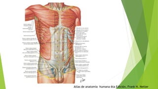 Atlas de anatomía humana 6ta Edición, Frank H. Netter
 