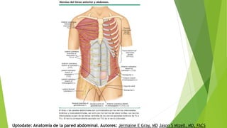 Uptodate: Anatomía de la pared abdominal. Autores: Jermaine E Gray, MD Jason S Mizell, MD, FACS
 