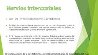  Los 7 º a 12 º nervios intercostales inervan la pared abdominal.
 Debido a la superposición de dermatomas, los nervios intercostales quinto y
sexto también pueden contribuir. Los nervios intercostales se dividen en
ramas cutáneas laterales y ramas anteriores y posteriores.
 El 10 º nervio suministra la región del ombligo. El bulto postoperatorio está
relacionado con una lesión del nervio intercostal con parálisis posterior de la
musculatura de la pared abdominal. Lesión del nervio intercostal se puede
reducir evitando extensión de la incisión en el 11 º espacio intercostal
Uptodate: Anatomía de la pared abdominal. Autores: Jermaine E Gray, MD Jason S Mizell, MD, FACS
 