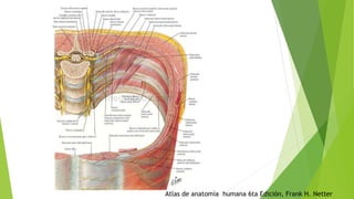 Atlas de anatomía humana 6ta Edición, Frank H. Netter
 