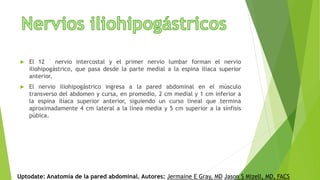 El 12 ° nervio intercostal y el primer nervio lumbar forman el nervio
iliohipogástrico, que pasa desde la parte medial a la espina ilíaca superior
anterior.
 El nervio iliohipogástrico ingresa a la pared abdominal en el músculo
transverso del abdomen y cursa, en promedio, 2 cm medial y 1 cm inferior a
la espina ilíaca superior anterior, siguiendo un curso lineal que termina
aproximadamente 4 cm lateral a la línea media y 5 cm superior a la sínfisis
púbica.
Uptodate: Anatomía de la pared abdominal. Autores: Jermaine E Gray, MD Jason S Mizell, MD, FACS
 
