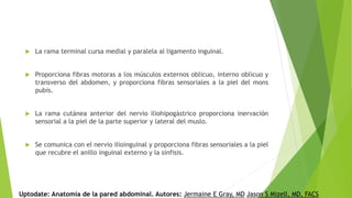  La rama terminal cursa medial y paralela al ligamento inguinal.
 Proporciona fibras motoras a los músculos externos oblicuo, interno oblicuo y
transverso del abdomen, y proporciona fibras sensoriales a la piel del mons
pubis.
 La rama cutánea anterior del nervio iliohipogástrico proporciona inervación
sensorial a la piel de la parte superior y lateral del muslo.
 Se comunica con el nervio ilioinguinal y proporciona fibras sensoriales a la piel
que recubre el anillo inguinal externo y la sínfisis.
Uptodate: Anatomía de la pared abdominal. Autores: Jermaine E Gray, MD Jason S Mizell, MD, FACS
 