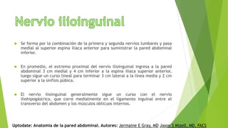  Se forma por la combinación de la primera y segunda nervios lumbares y pasa
medial al superior espina ilíaca anterior para suministrar la pared abdominal
inferior.
 En promedio, el extremo proximal del nervio ilioinguinal ingresa a la pared
abdominal 3 cm medial y 4 cm inferior a la espina ilíaca superior anterior,
luego sigue un curso lineal para terminar 3 cm lateral a la línea media y 2 cm
superior a la sínfisis púbica.
 El nervio ilioinguinal generalmente sigue un curso con el nervio
iliohipogástrico, que corre medialmente en el ligamento inguinal entre el
transverso del abdomen y los músculos oblicuos internos.
Uptodate: Anatomía de la pared abdominal. Autores: Jermaine E Gray, MD Jason S Mizell, MD, FACS
 
