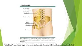 Uptodate: Anatomía de la pared abdominal. Autores: Jermaine E Gray, MD Jason S Mizell, MD, FACS
 