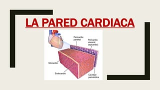 LA PARED CARDIACA
 