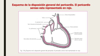 Esquema de la disposición general del pericardio. El pericardio
seroso esta representado en rojo.
 